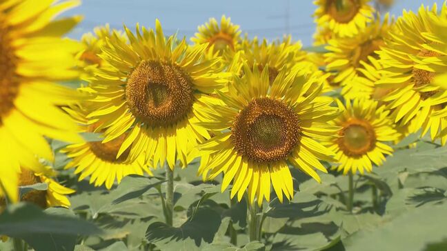 石川県内7日連続の熱中症警戒アラート 津幡町ではひまわり村オープン|TBS NEWS DIG