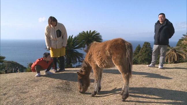 今年はうま年 野生馬が生息する串間市・都井岬の年始の観光客は去年の2倍に|TBS NEWS DIG