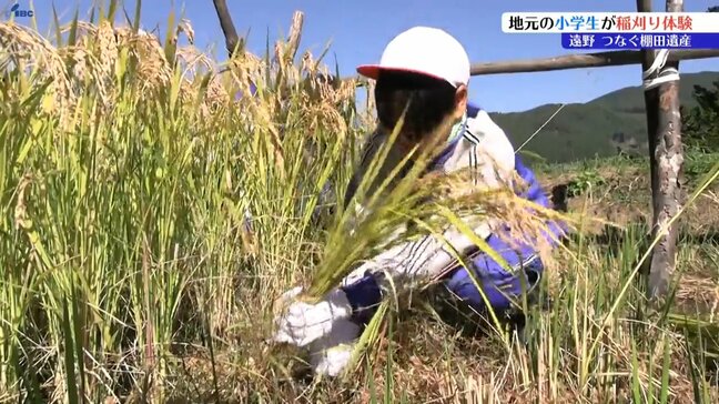 つなぐ棚田遺産に認定されている棚田で小学生が稲刈り体験　岩手・遠野市|TBS NEWS DIG