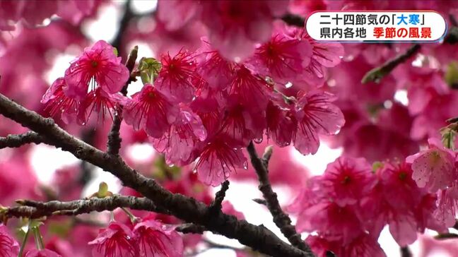 「大寒」にお花見？サクラや梅の花開く　寒くなるも鹿児島県内各地で春の光景広がる|TBS NEWS DIG