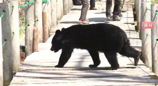 「ツキノワグマ出没注意報」を「出没警報」に引き上げ…長野県木曽地域で「クマ目撃件数」が増加…北アルプス地域に「出没警報」松本地域に「出没注意報」|TBS NEWS DIG