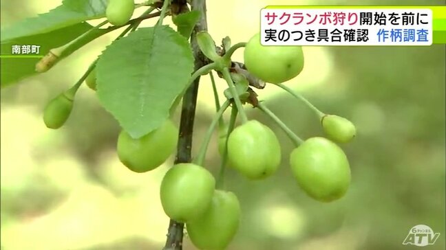 「サクランボ狩り」シーズン前に観光農園24か所で作柄調査 ほぼ平年並みに果実がつき順調に生育「『おいしいね』と言われるようなサクランボづくりを目指して」 青森県南部町|TBS NEWS DIG