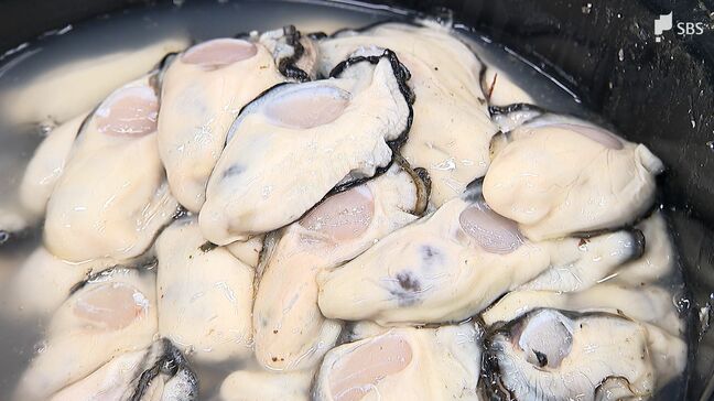 広島でカキ大量死 静岡・浜名湖のカキにも異変が...夏の異常な暑さが原因か「成長を妨げるプランクトン」発生の可能性=浜松市|TBS NEWS DIG