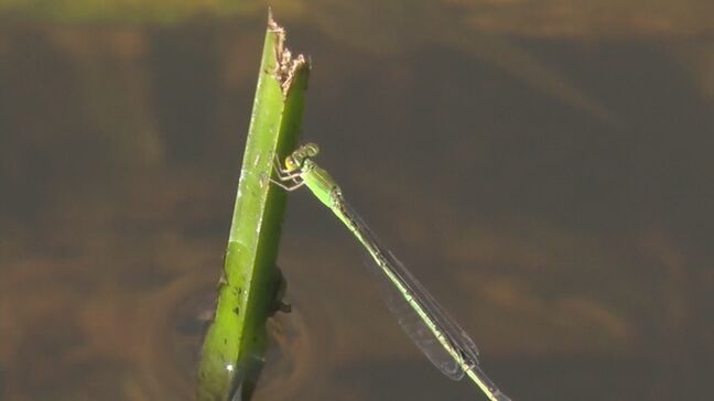 希少で小さなモートンイトトンボ　地元の人たちが保護活動|TBS NEWS DIG