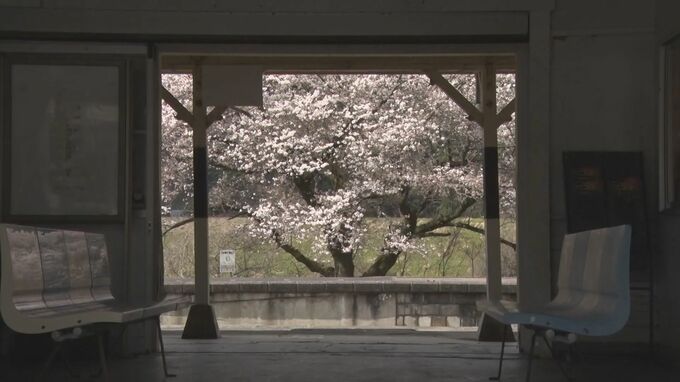 廃線後も春爛漫　かつて鉄道ファンに人気だった旧JR三江線「旧川戸駅」桜並木と菜の花の競演　|　BSSニュース | BSS山陰放送