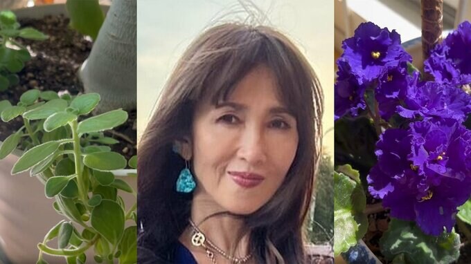 【工藤静香】「葉挿木を検討している方　今がチャンスです」と葉挿ししたセントポーリアとアロマティカスを紹介|TBS NEWS DIG