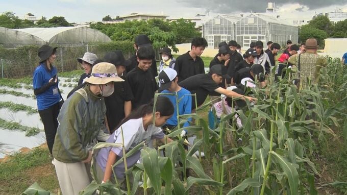 中部農林高校の生徒が育てた「スイートコーン」を小学生が収穫体験　うるま市|TBS NEWS DIG