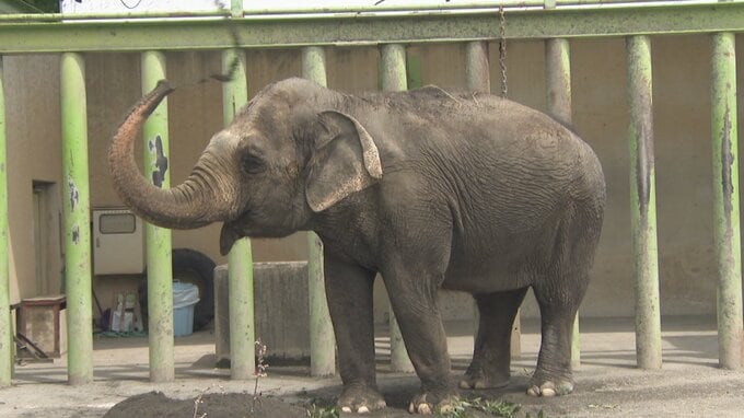 「居心地のいい環境にしたくて」甲府市立動物園でゾウの砂場に砂入れ作業　休園中に特別イベント|TBS NEWS DIG