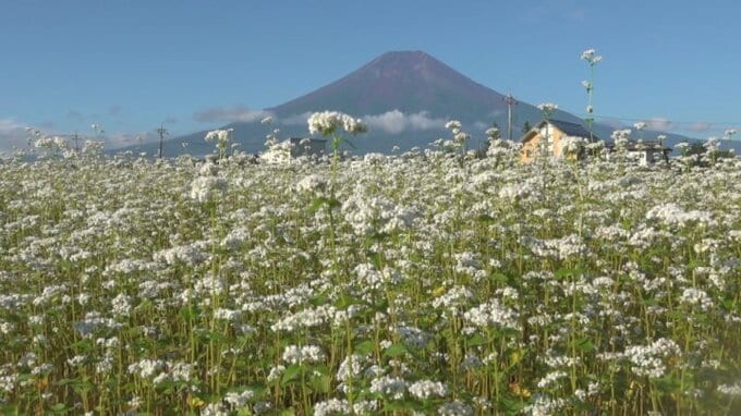 富士山の麓の県道沿い　ソバの花が見ごろに　およそ6000㎡の畑に白く可憐な花が咲き誇る　|　山梨のニュース | ＵＴＹテレビ山梨