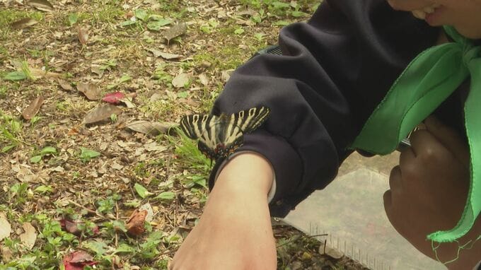 「春の女神」　ギフチョウを放つ　児童が卵から育てる　山口・周南　|　山口のニュース・天気・防災｜tys NEWS｜ｔｙｓテレビ山口