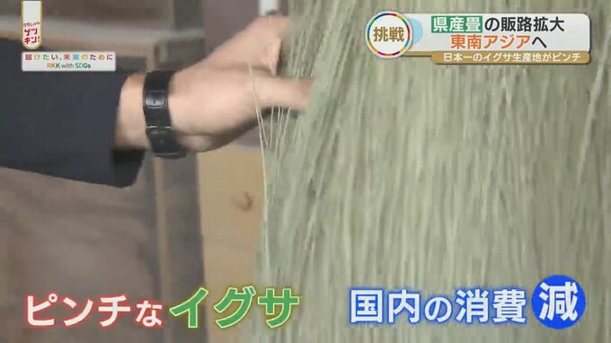 熊本の「イ草」が絶滅の危機⁉　復活のカギを握るのは海外への販路拡大　|　熊本のニュース｜RKK NEWS｜RKK熊本放送