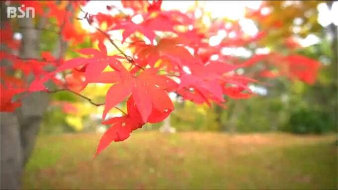 「赤や黄色や緑の色が合わさっている所がきれい」園主が育てた300本以上『国府もみじ園』最後の一般公開　新潟・上越市　|　新潟のニュース・天気｜BSN NEWS｜BSN新潟放送