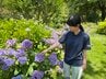 なぜアジサイは青色が多い？富山県中央植物園で聞いた “色違い” のワケ　土壌と色素の関係から読み解く…日本では火山大国ならでは特徴も。「今年はいつもと違う楽しみ方を」　|　富山のニュース｜天気・防災｜チューリップテレビ