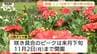 川西ダリヤ園オープン！ここ10年で1番の咲き具合に　ピークには10万本のダリアが咲き誇る（山形・川西町）　|　山形のニュース│TUYテレビユー山形