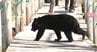 「ツキノワグマ出没注意報」を「出没警報」に引き上げ…長野県木曽地域で「クマ目撃件数」が増加…北アルプス地域に「出没警報」松本地域に「出没注意報」　|　SBC NEWS | 長野のニュース | SBC信越放送