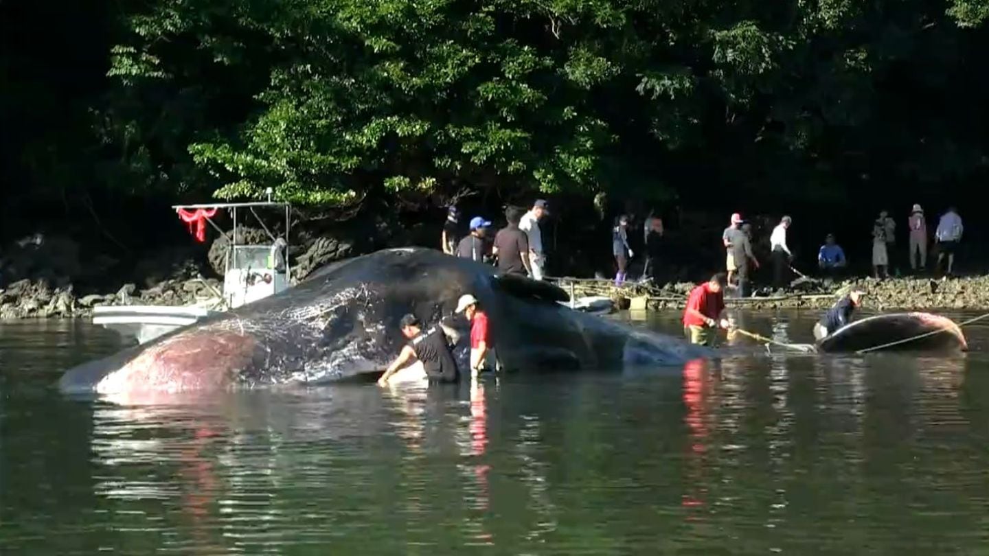 黒之瀬戸海峡で死んだマッコウクジラをかごしま水族館が調査 | 鹿児島