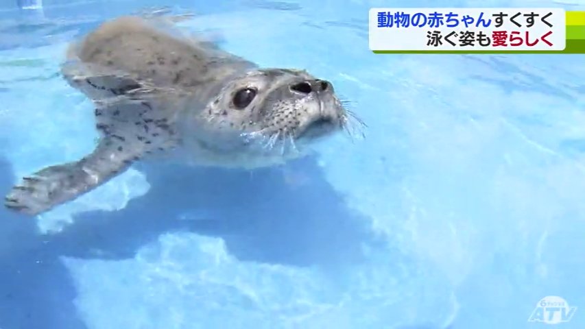 先程の続きです。空気が汚れず赤ちゃんに動物に優しいです。陽だまりみたいな暖かさ❣️ すくすく動物赤ちゃん 泳ぎの練習に親に寄り添う姿も愛らしく | TBS