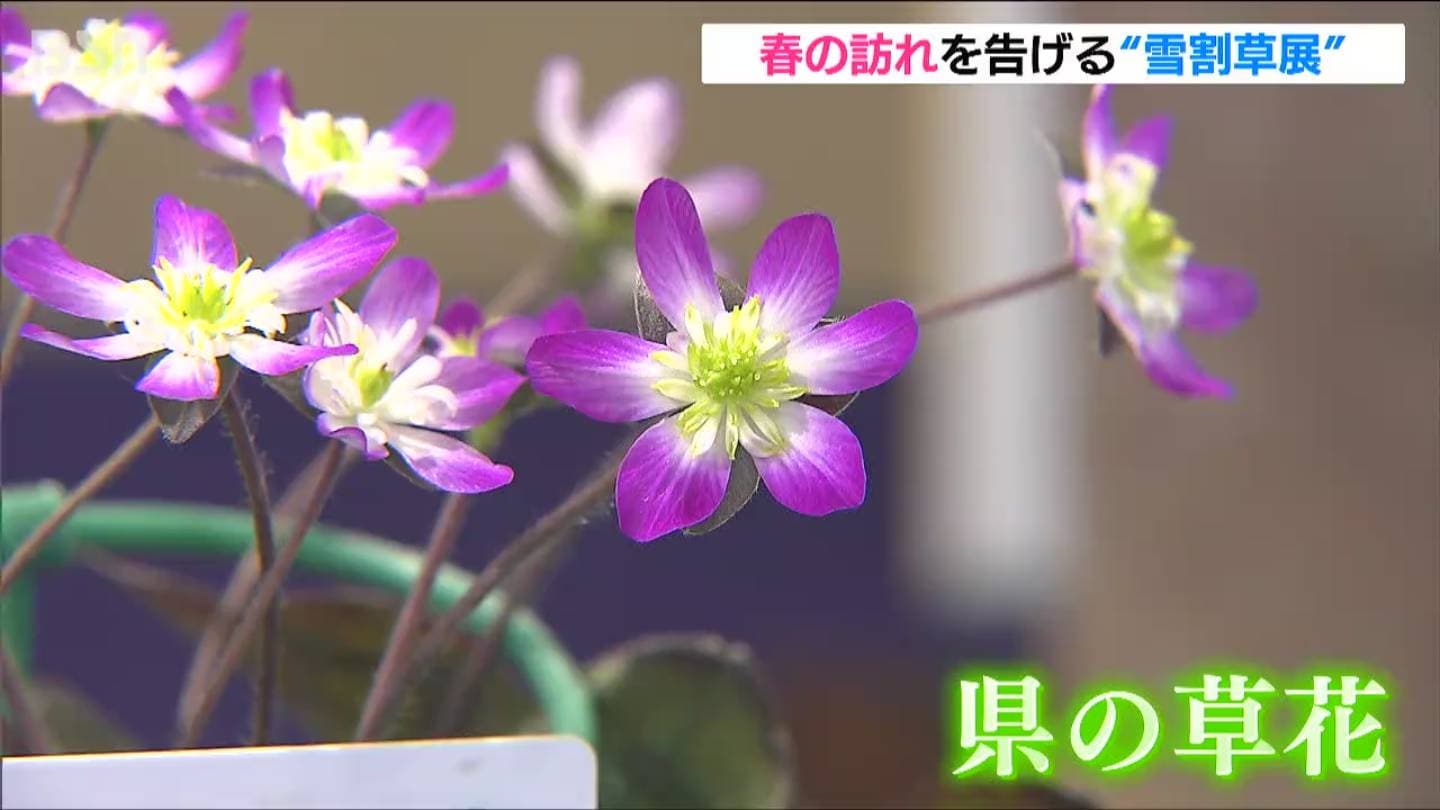 春を迎える時に、一番先に咲く」春を告げる“新潟県の草花”『雪割草』の