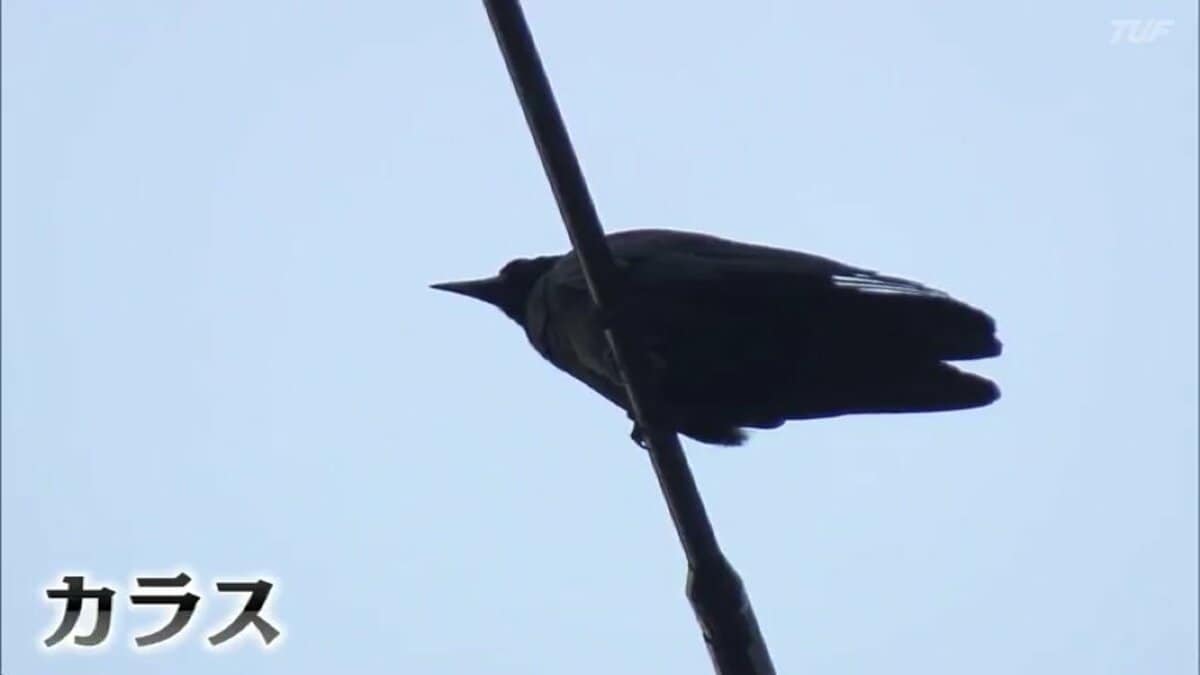ふん被害増加、市民悩ます「カラス」あの手この手で対策 福島 | 福島の
