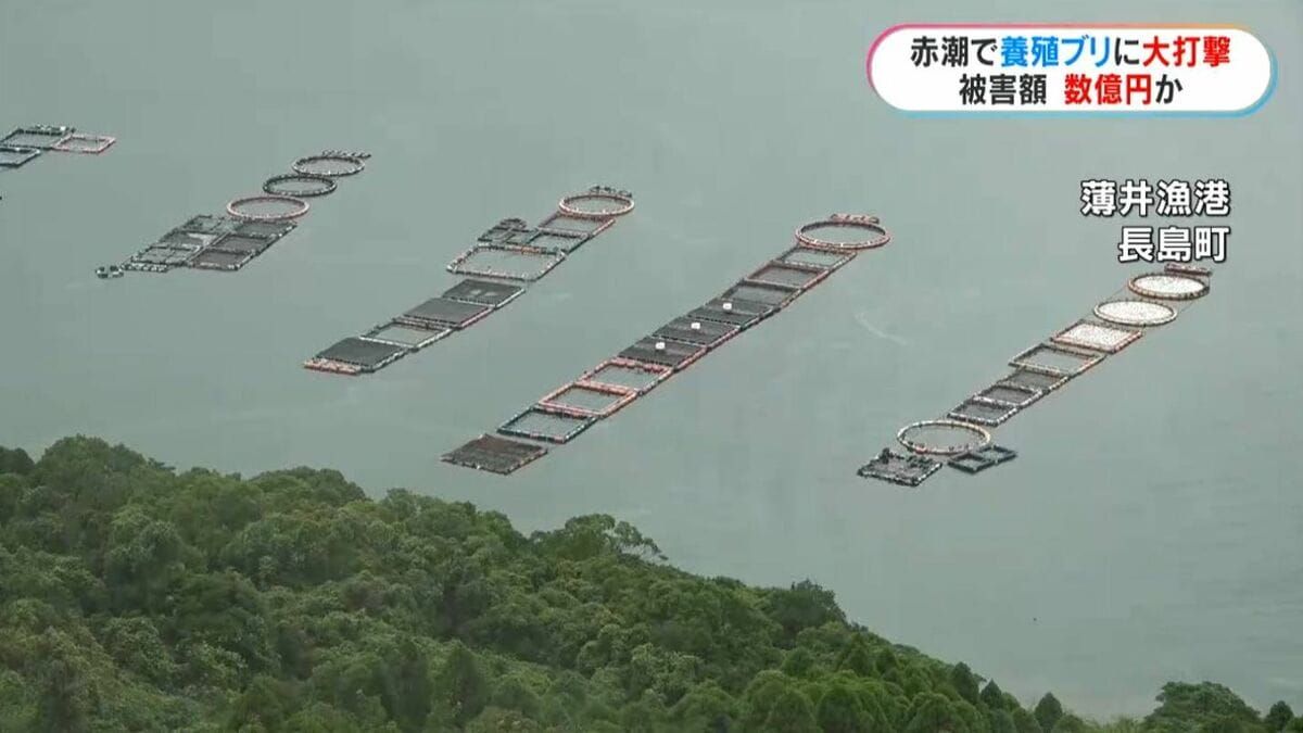長島町の赤潮被害　養殖ブリなど10万匹が死ぬ　全容見えず被害額数億円以上か　鹿児島