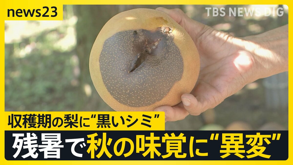 数百万円の被害に農家は「ため息だけ…」 長引く残暑で秋の味覚に異変 収穫期の梨が“黒いシミ”猛暑と日照りで日焼け【news23】 | TBS