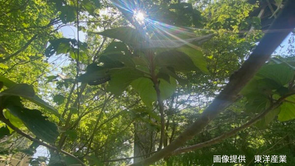 【ブランコ毛虫】「上から降ってくる毛虫」の正体は？ 幼虫は「毒針毛」 成虫の鱗粉は「かぶれ」の原因【前編】