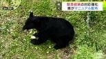 青森県が『緊急銃猟』各自治体の対応マニュアルを公表　市町村のクマへの対応を支援・強化へ「示したマニュアルをもとに検討いただきたい」【熊災】　|　青森のニュース│ATV NEWS│青森テレビ