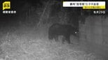 東京住宅街に“体長1m以上”のクマ出没「段々と行動大胆に…」生活圏に徐々に近づく“アーバンベア”対策グッズの最前線は?【news23】|TBS NEWS DIG