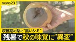数百万円の被害に農家は「ため息だけ…」　長引く残暑で秋の味覚に異変　収穫期の梨が“黒いシミ”猛暑と日照りで日焼け【news23】|TBS NEWS DIG