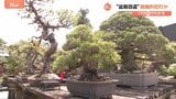 「日本で夜間にミニ盆栽をやる仕事」ブームの裏で急増する“盆栽窃盗” ベトナム人グループの組織的犯行か【Nスタ解説】|TBS NEWS DIG