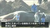【続報】“漂着クジラの死骸”埋却予定地まで運搬「血や脂が流れ出ないように作業したい」宮城・石巻市　|　宮城のニュース│tbc NEWS│tbc東北放送