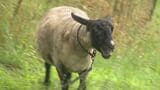 農業高校で飼育しているヒツジの毛を自分たちで刈り、羊毛を洗う実習授業　|　BSSニュース | BSS山陰放送