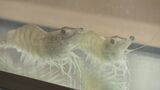 プリプリ!甘くておいしい「バナメイエビ」陸上養殖成功 給食でエビの“恵方巻”提供 福島|TBS NEWS DIG