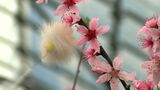 「かわいい、甘い桃が取れれば最高」岡山県で唯一の温室桃の花が満開 授粉作業が最盛期を迎える【岡山・勝央町】|TBS NEWS DIG