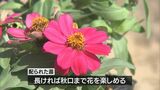 みどりの日に草花の苗を無料配布|TBS NEWS DIG