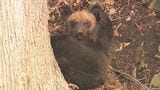 クマの寿命は30年…収容していると動物園はクマだらけ「駆除すれば被害は減る?」「麻酔をかけて山奥に放せないの?」クマの駆除と保護にまつわるQ&A | 北海道のニュース|HBC北海道放送