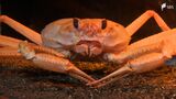 北の海からカニや魚「ひゃっこい海の生き物たち」を特別展示　国内6水族館とコラボ＝静岡・沼津市|TBS NEWS DIG