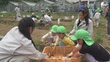 「カレーにしたい」ジャガイモ収穫作業を通し園児と高校生が交流「育てる魅力を知ってもらえれば」=静岡・南伊豆町 | 静岡のニュース | SBSNEWS | 静岡放送