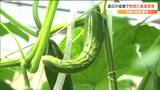 「頭がでかくてお尻が小さい」猛暑で“キュウリ変形”高温障害で野菜に異変　農家の懸念は　|　宮城のニュース│tbc NEWS│tbc東北放送