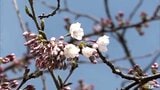 全国有数のサクラの名所・弘前公園のソメイヨシノが開花　過去2番目の早さ　|　青森のニュース│ATV NEWS│青森テレビ
