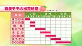 はつひめ、あかつき、まどか…いつどんな桃が食べられる？【ふくしまモモカレンダー】　|　福島のニュース│TUF