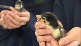 「青森シャモロック」のヒナ45羽を生徒たちが120日間かけて飼育 三本木農業恵拓高校の恒例の実習 2026年もはじまる けがや病気を防ぐためヒナのくちばしの先端を焼き切る「デビーク」に挑戦 | 青森のニュース│ATV NEWS│青森テレビ