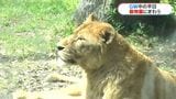 双子のライオンも公開！飛び石のGW…平日も家族連れで平川動物公園にぎわう|TBS NEWS DIG