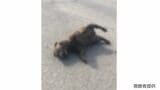 【画像閲覧注意】「黒い犬」かと思ったら...「赤ちゃんクマ」とみられる死体見つかる 用水路で溺れているのを助け保健所の指示で住宅街に放していたクマか|TBS NEWS DIG