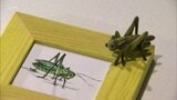 昆虫を題材にした芸術作品を楽しむ 特別展「INSECTS NOBEOKA 驚異の昆虫アート」 延岡城・内藤記念博物館で10月12日まで | MRTニュース | MRT宮崎放送