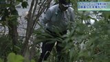 在来種を守れ~2時間で1800本を根こそぎ駆除 はびこる外来植物「オオハンゴンソウ」 岩手・雫石町|TBS NEWS DIG