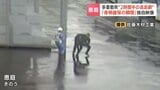 【防犯カメラに緊迫の逮捕瞬間】2時間半の逃走の末、工場敷地に侵入した疑いで男の身柄確保 8台絡む多重事故から逃走続けた男の足取りが徐々に判明 | 北海道のニュース|HBC北海道放送