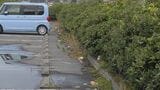 【謎事案】国立公園・大山の道路脇に食パン大量投棄…それより約半月前から、鳥取市内の道の駅駐車場で大きな食パン・鶏肉投棄が発生していた「50～60センチ間隔で食パンが置かれていて、その間に生の鶏肉が…」関連は不明　誰がなぜ？　|　BSSニュース | BSS山陰放送