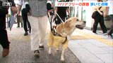 「2センチの段差が負担」バリアフリーにどれだけ対応?新潟市でまち歩き点検|TBS NEWS DIG