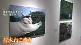「船が戻るのを待つネコ」「ストーブの前でリラックスするネコ」岩合光昭さんの写真展「日本ねこ歩き」高梁市成羽美術館で【岡山】 | 岡山・香川のニュース | 天気 | RSK山陽放送